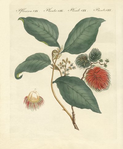 Rambutan-tre (farget gravering) av German School