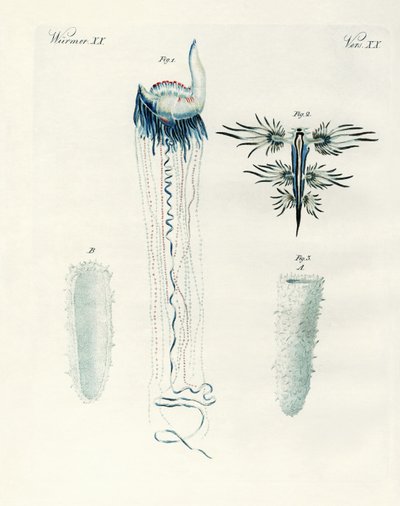 Sjeldne typer bløtdyr (farget gravering) av German School