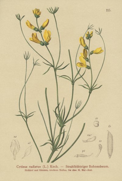 Rayet kost (Cytisus radiatus, Cytisanthus radiatus, Genista radiata) av German School