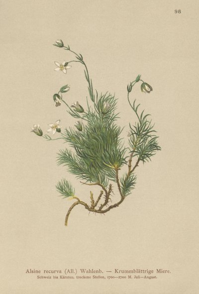 Rekurvet sandurt (Alsine recurva, Minuartia recurva) av German School