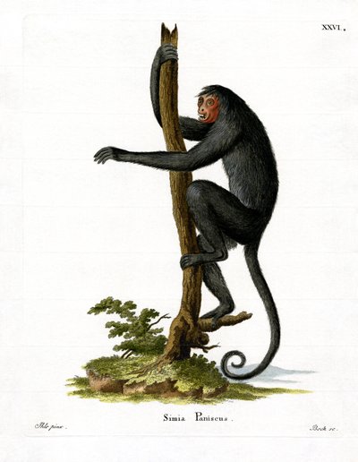 Red-faced Spider Monkey (farget gravering) av German School