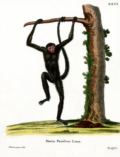 Red-faced Spider Monkey (farget gravering) av German School