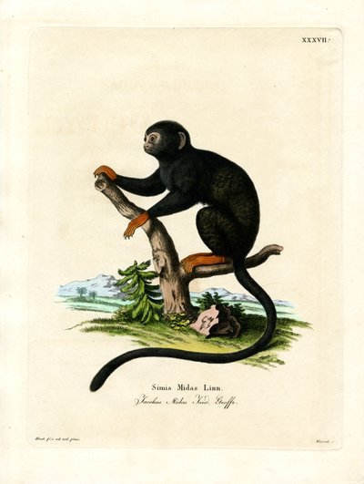 Red-handed Tamarin (farget gravering) av German School