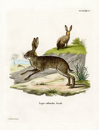 Rødhalset skrubbhare (farget gravering) av German School