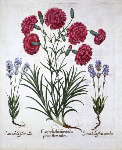 Rød nellik og lavendel, fra Hortus Eystettensis, av Basil Besler (1561-1629), pub. 1613 (håndfarget gravering) av German School