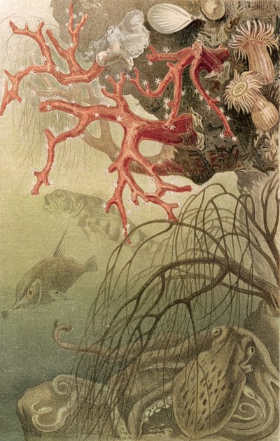 Red Coral, plate fra Brehms Tierleben: Allgemeine Kunde des Tierreichs, vol.10, s.608, utgitt av Bibliographisches Institut, 1893 av German School