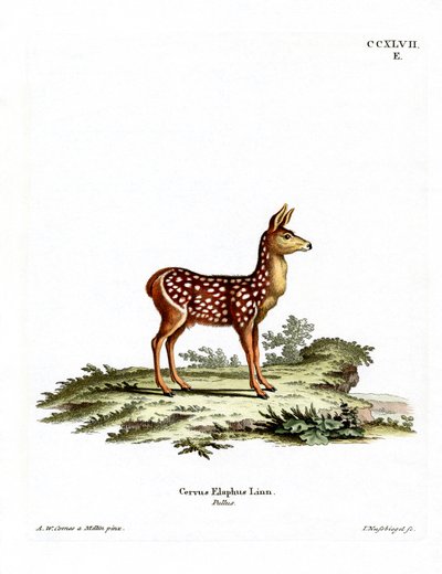 Red Deer Fawn (farget gravering) av German School