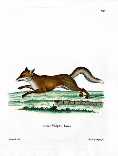 Red Fox (farget gravering) av German School