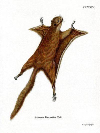 Red Giant Flying Squirrel (farget gravering) av German School