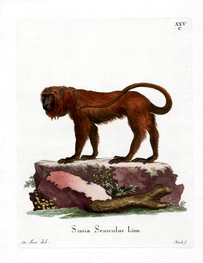 Red Howler (farget gravering) av German School