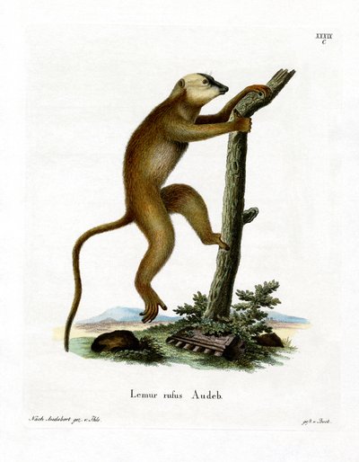 Rød lemur (farget gravering) av German School