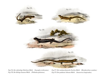 Redback Salamander (farge litho) av German School