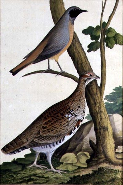 Rødstjert (Phoenicurus phoenicurus) og hasselhøne, ca. 1740 (akvarell på papir) av German School