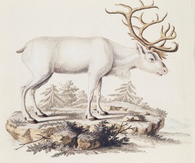 Reinsdyr (Cervus tarandus), fra Pattedyr illustrert fra Nature med beskrivelser, av Johann Christian Daniel von Schreber (1739-1810), gravering av I Nufsbiegel, bind 5, tabell 248-C, Tyskland av German School