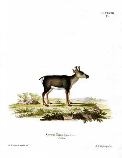 Reindeer Fawn (farget gravering) av German School