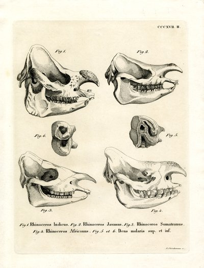 Rhino Skulls (farget gravering) av German School