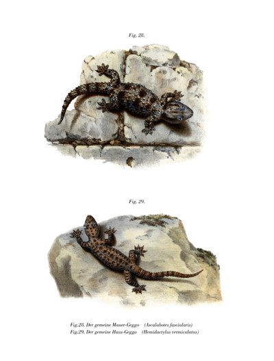 Ringed Wall Gecko (farge litho) av German School