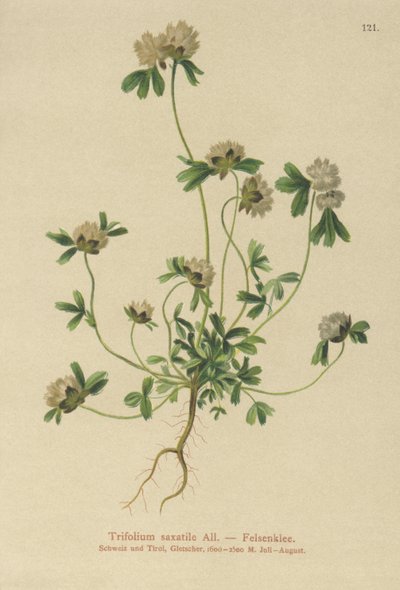 Rock Clover (Trifolium saxatile) av German School