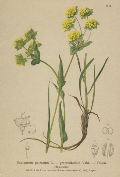 Steinhareøre (Bupleurum petraeum, Bupleurum graminifolium) av German School