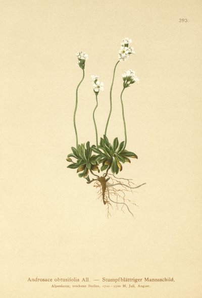 Rock Jasmine (Androsace obtusifolia) av German School