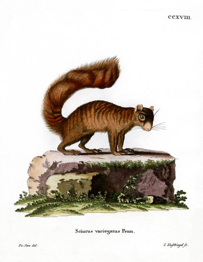 Rock Squirrel (farget gravering) av German School