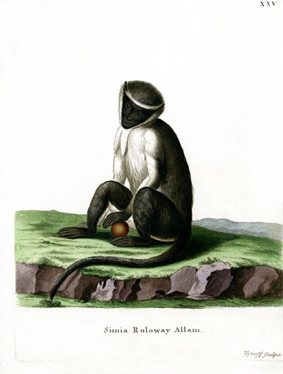 Roloway Guenon (farget gravering) av German School