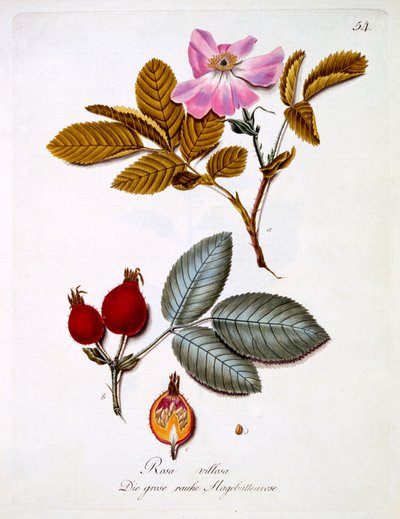 Rosa villosa, illustrasjon fra en bok med tyske ville blomster av Johann Daniel von Reitter, utgitt ca. 1803-5 av German School
