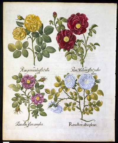 Roses, plate 96 fra Hortus Eystettemsis av Basil Besler (1561-1629) pub i 1613 (håndfarget gravering) av German School
