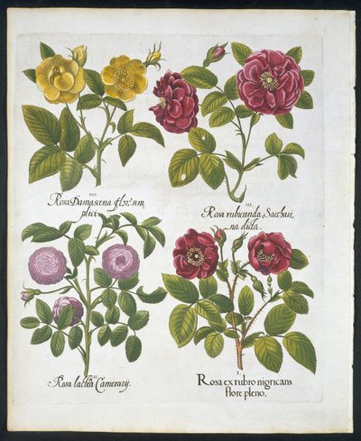 Roser, plate 96 fra Hortus Eystettensis av Basil Besler (1561-1629) pub 1613 (håndfarget gravering) av German School