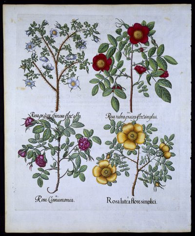 Roser, tallerken 98 fra Hortus Eystettensisby Basil Besler (1561-1629) pub. 1613 (håndfarget gravering) av German School
