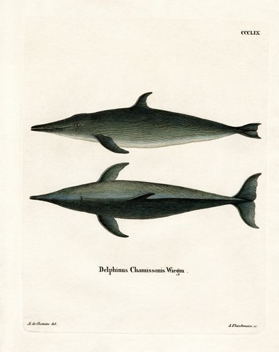 Rutann delfin (farget gravering) av German School