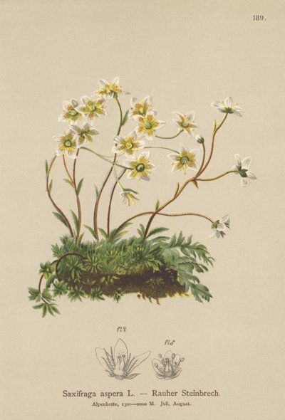 Grov saxifrage (Saxifraga aspera) av German School