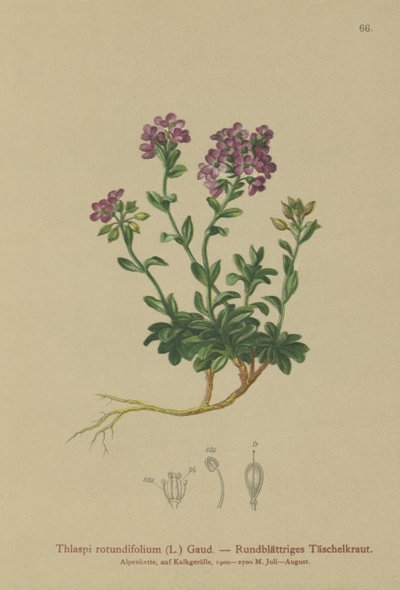 Rundbladet krasse (Thlaspi rotundifolium, Noccaea rotundifolia, Thlaspi cepaeifolium subsp. rotundifolium) av German School