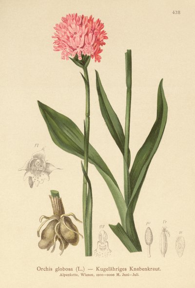 Rundhodet orkidé (Orchis globosa, Traunsteinera globosa) av German School