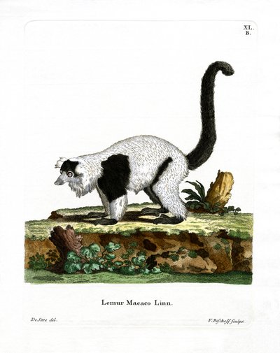 Ruffed Lemur (farget gravering) av German School
