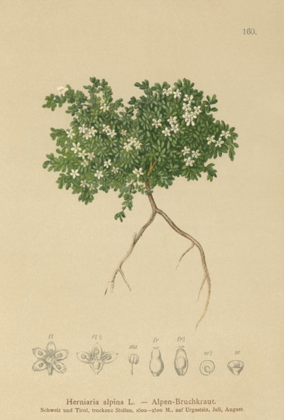 Ruptururt (Herniaria alpina, Herniaria ciliolata) av German School