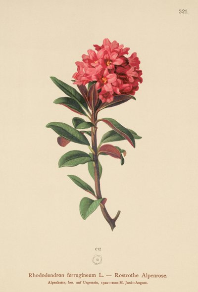 Rusty-leaved Alpenrose (Rhododendron ferrugineum) av German School