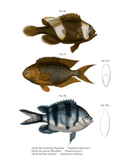 Saddleback Anemonefish (farge litho) av German School