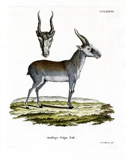 Saiga (farget gravering) av German School