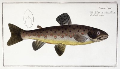 Salmo Fario av German School