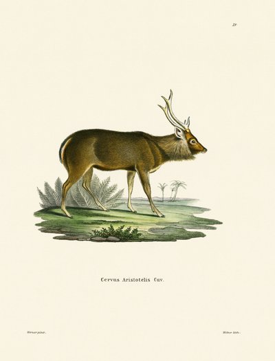 Sambar (farget gravering) av German School