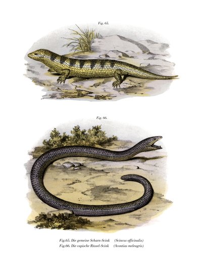 Sandfish Skink (farge litho) av German School