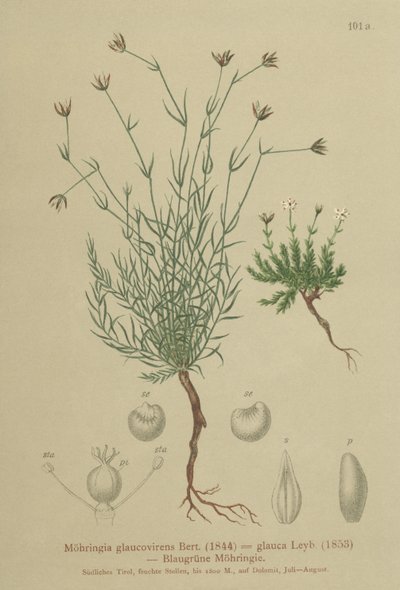 Sandurt (Moehringia glaucovirens, Möhringia glaucovirens, Möhringia glauca, Moehringia glauca, Arenaria glaucovirens) av German School