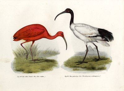 Scarlet Ibis, 1864 av German School