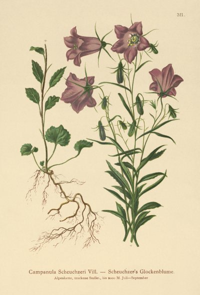 Scheuchzers klokkeblomst (Campanula Scheuzeri) av German School