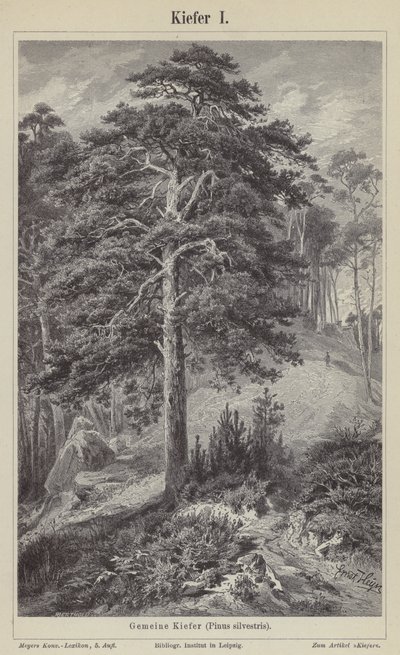 furutre (gravering) av German School