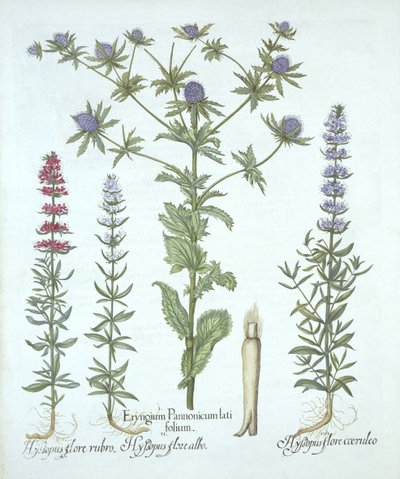 Sea Holly and Three Kinds of Hyssop, fra Hortus Eystettensis, av Basil Besler (1561-1629), pub. 1613 (håndfarget gravering) av German School
