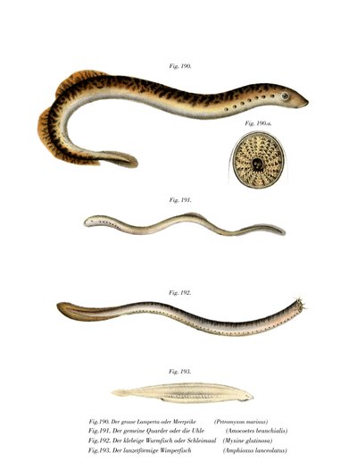 Sea Lamprey (farge litho) av German School