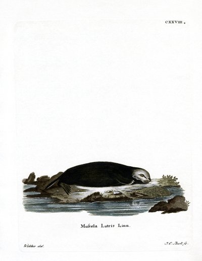 Sea Otter (farget gravering) av German School