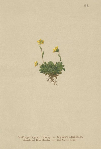 Seguieris Saxifrage (Saxifraga Seguieri) av German School
